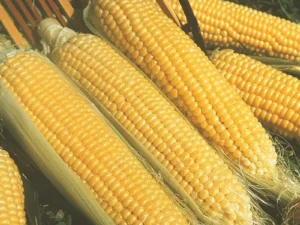 Kandy Korn Hybrid Sweet Corn Seed