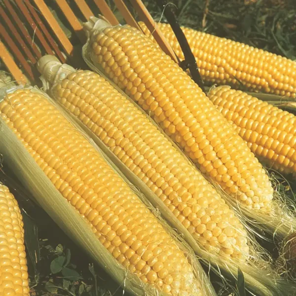 Kandy Korn Hybrid Sweet Corn Seed