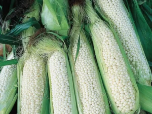 Corn, Country Gentleman