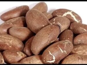 Bitter Kola Nut