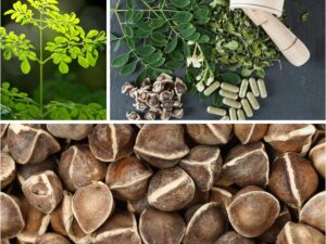 Moringa Seeds for Planting