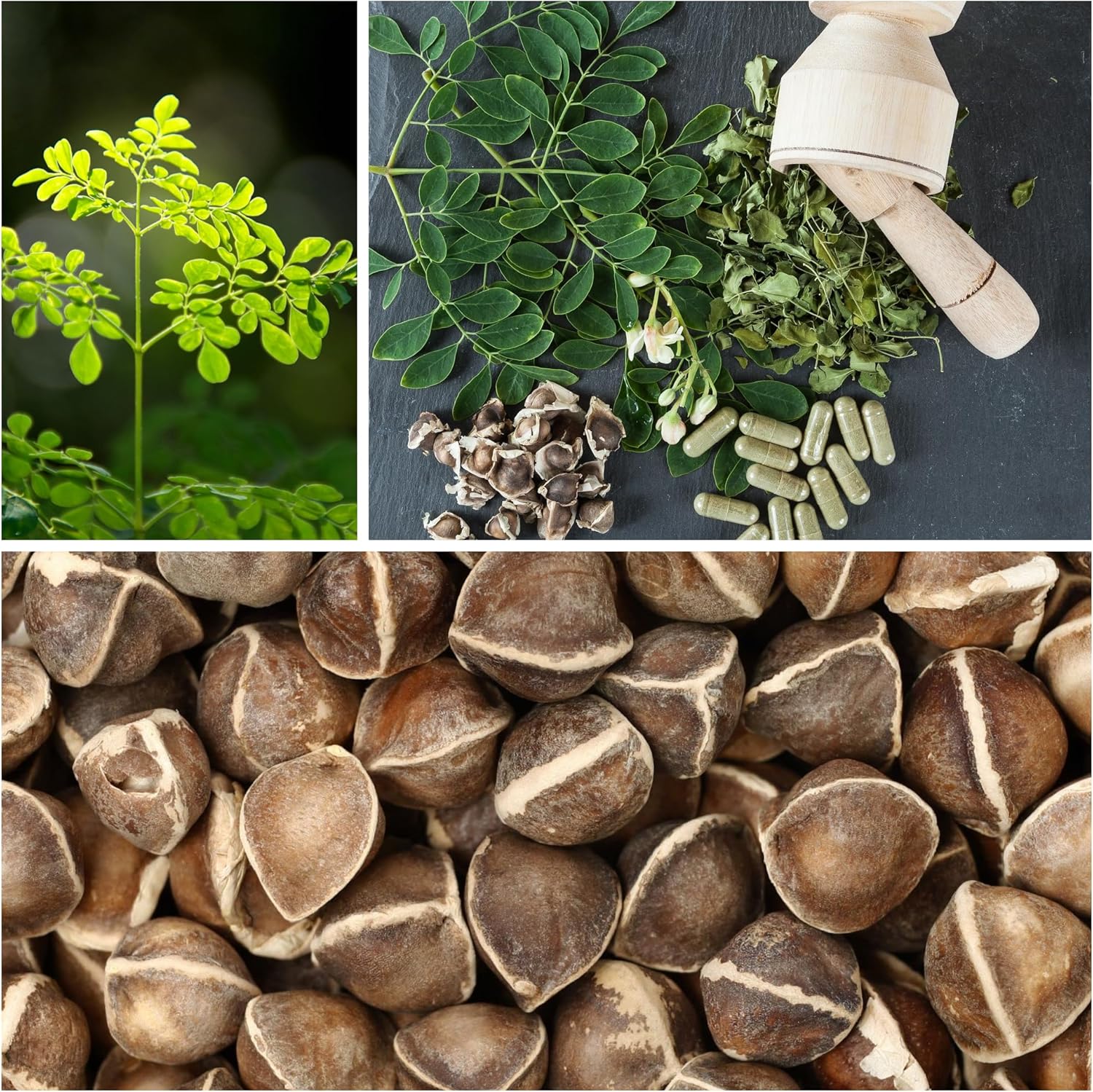 Moringa Seeds for Planting