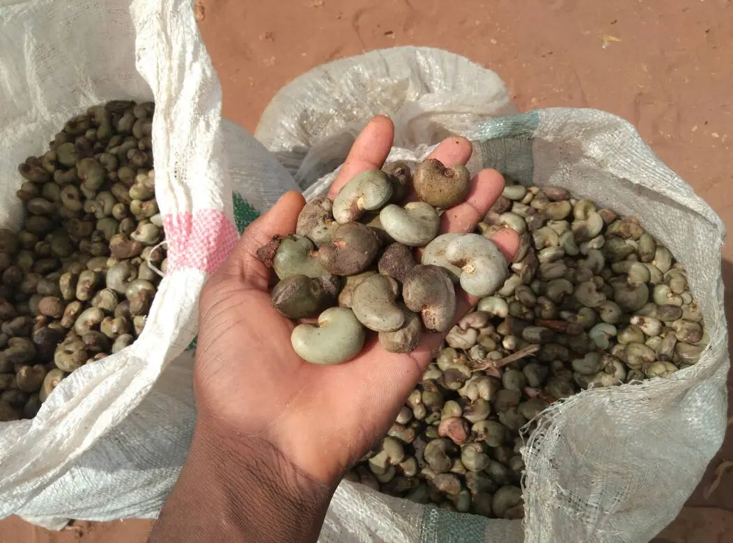 Quality Raw cashew nuts