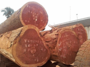 Timber Logs