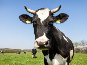Cow