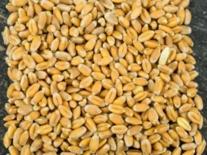 Wheat Seeds, Red Fife