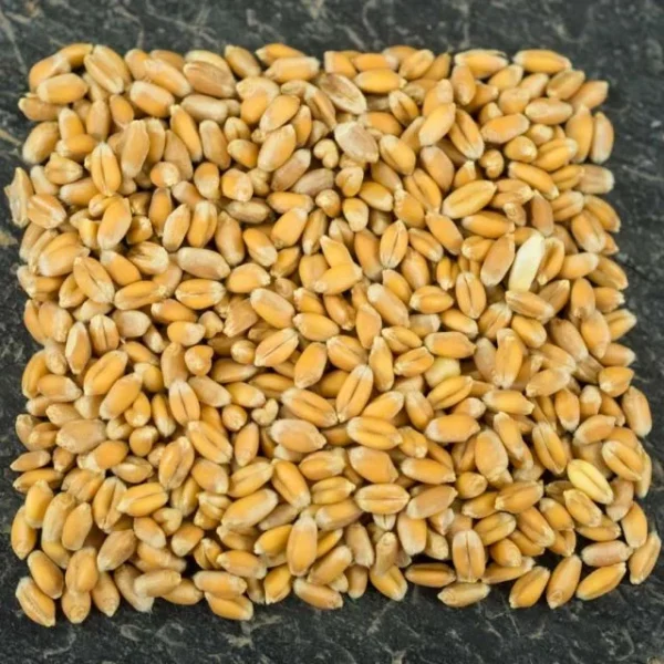 Wheat Seeds, Red Fife