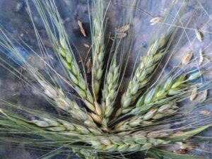 Wheat Seeds, Blue Ethiopian Emmer