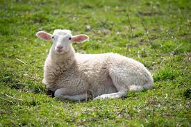 Sheep