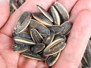 Sunflower Seeds