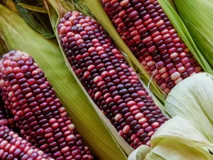 Corn, Ultra Violet Hybrid