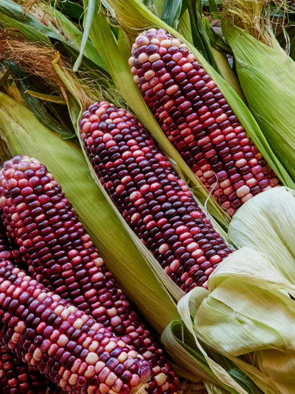 Corn, Ultra Violet Hybrid