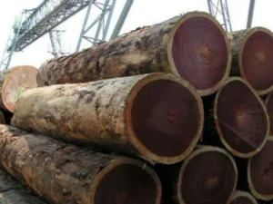 8 feet round rosewood timber log
