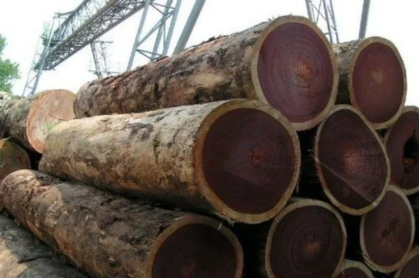 8 feet round rosewood timber log