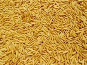 Rice whole seeds Raw Unfinished Rice white and natural