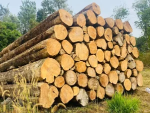 Brown round timber log